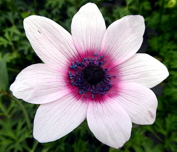 White pink stamens