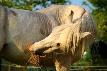 Thoroughbred arabian horse head pferdeportrait photo