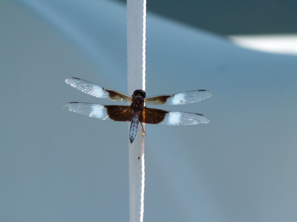 Bug nature wing photo