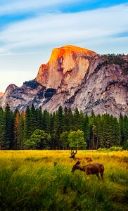 Mountains half dome meadow photo