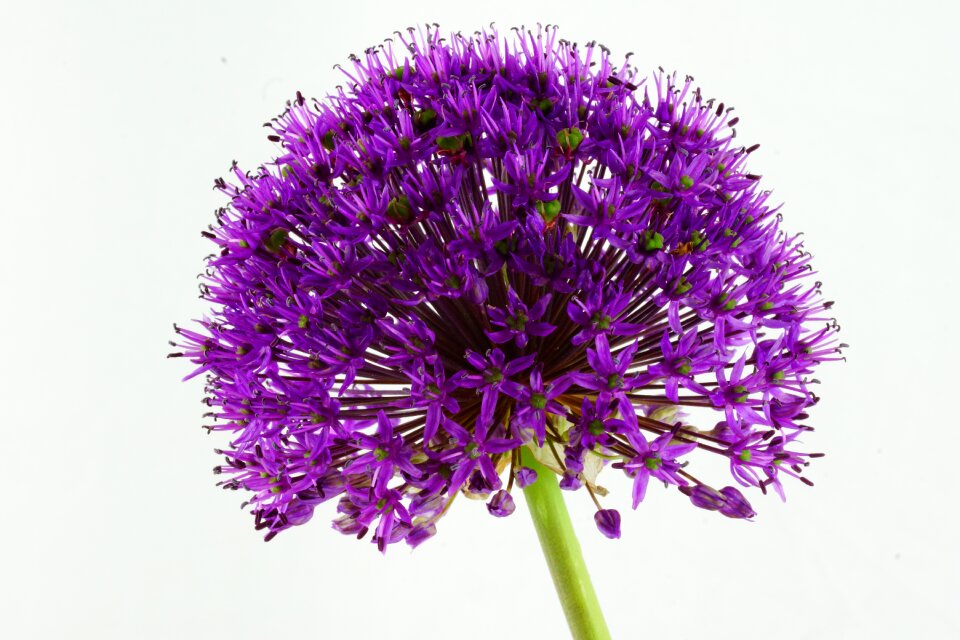 Flowers plant violet