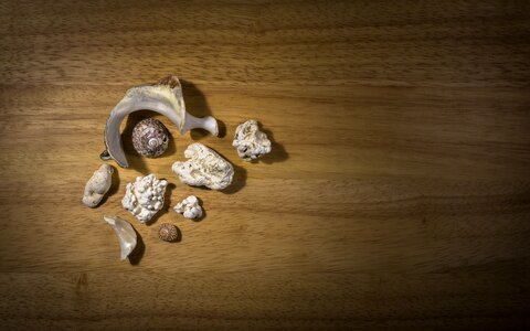 Sea white wood
