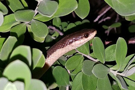 Scales head snake head photo