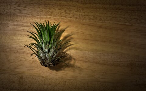 Terrarium air purification plants plants