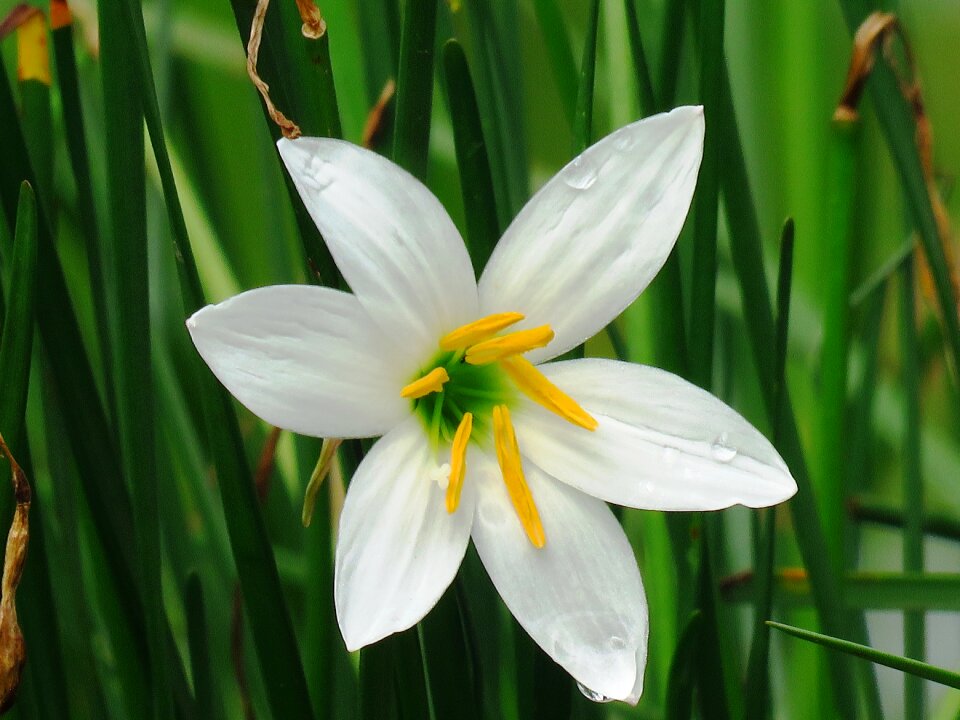 White flower beauty green beauty