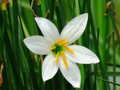 White flower beauty green beauty