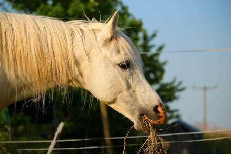 Thoroughbred arabian white horse horse head photo