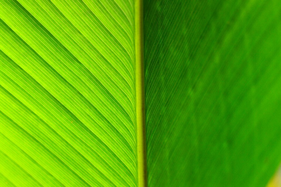 Green plant texture