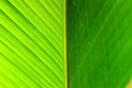 Green plant texture
