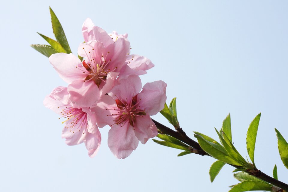 Spring pink petals section
