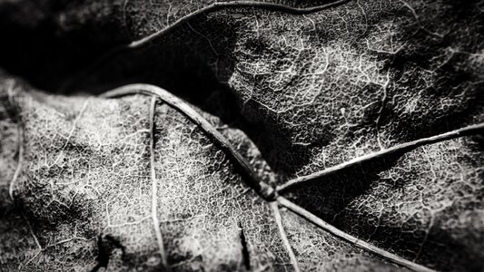 Leaf decay black and white
