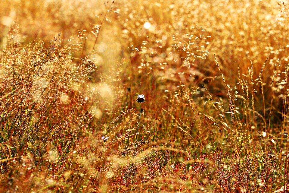 Cornflower flowers flower