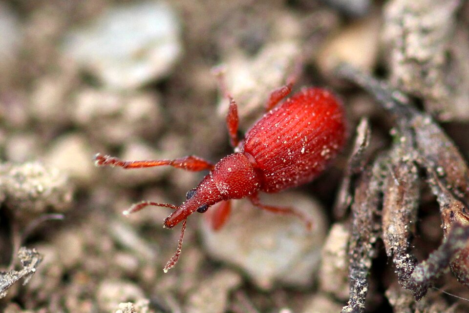 Apion frumentarium weevils red