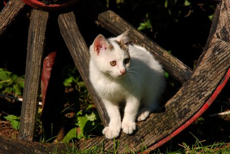 Pet wheel wagon wheel