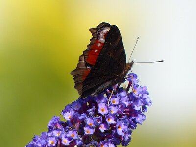 Nature peacock insect photo