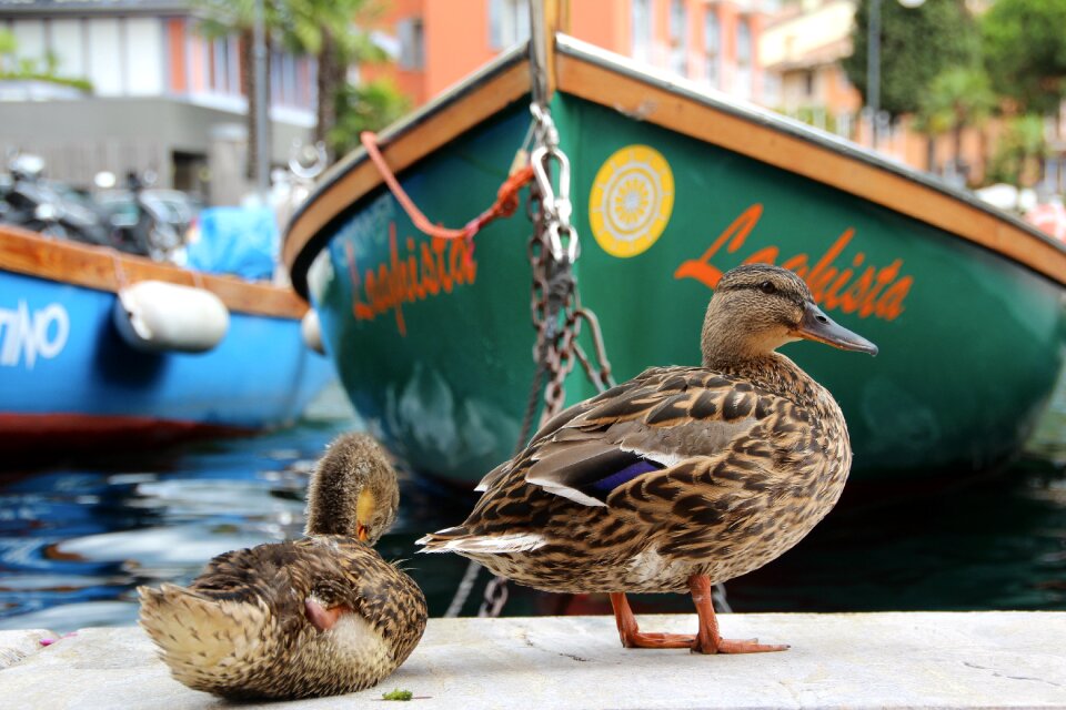 Duck rowing boat water