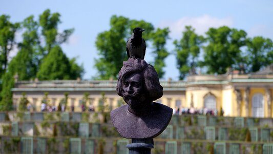 Man crow raven bird