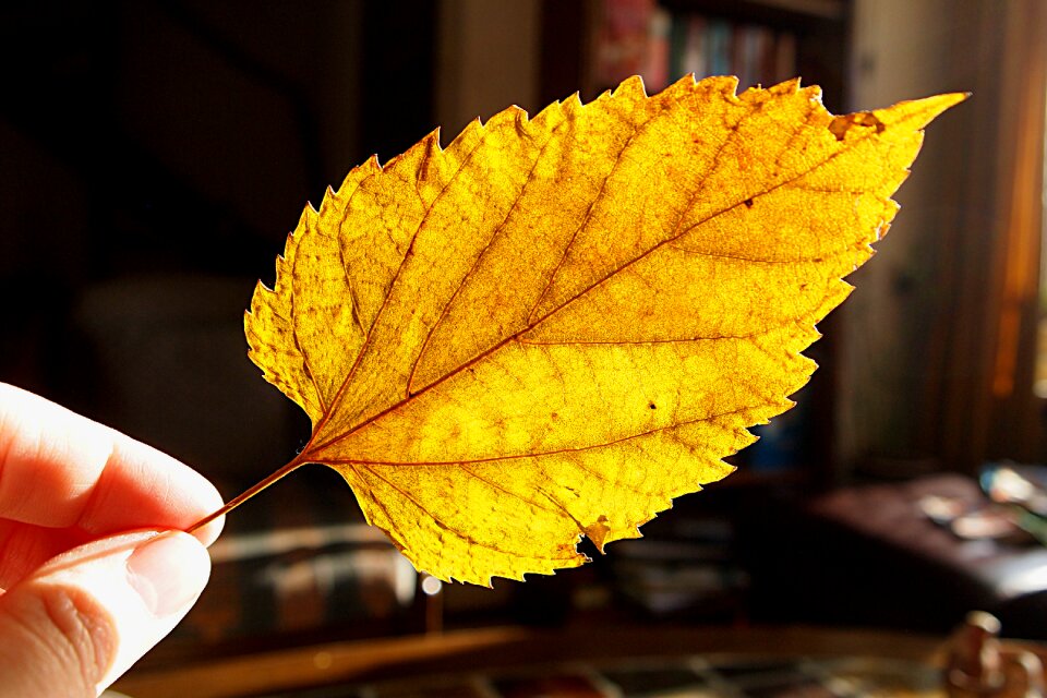 Veins sunlight save