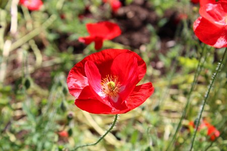 Flower bloom field