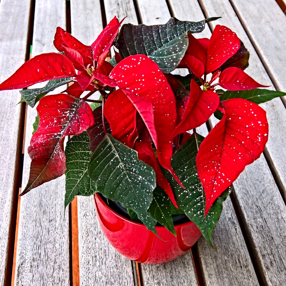 With glittering euphorbia pulcherrima red bracts