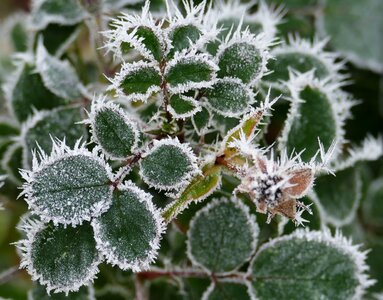 Wintry frost hoarfrost
