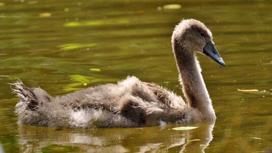 Waters water water bird