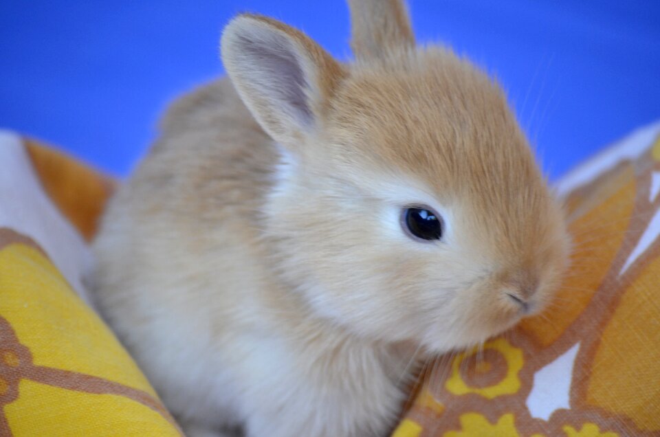 Cute baby nature animals