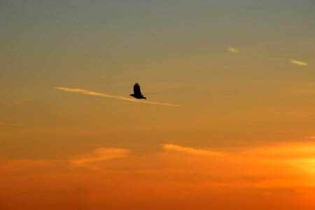 Seagulls sunset nature