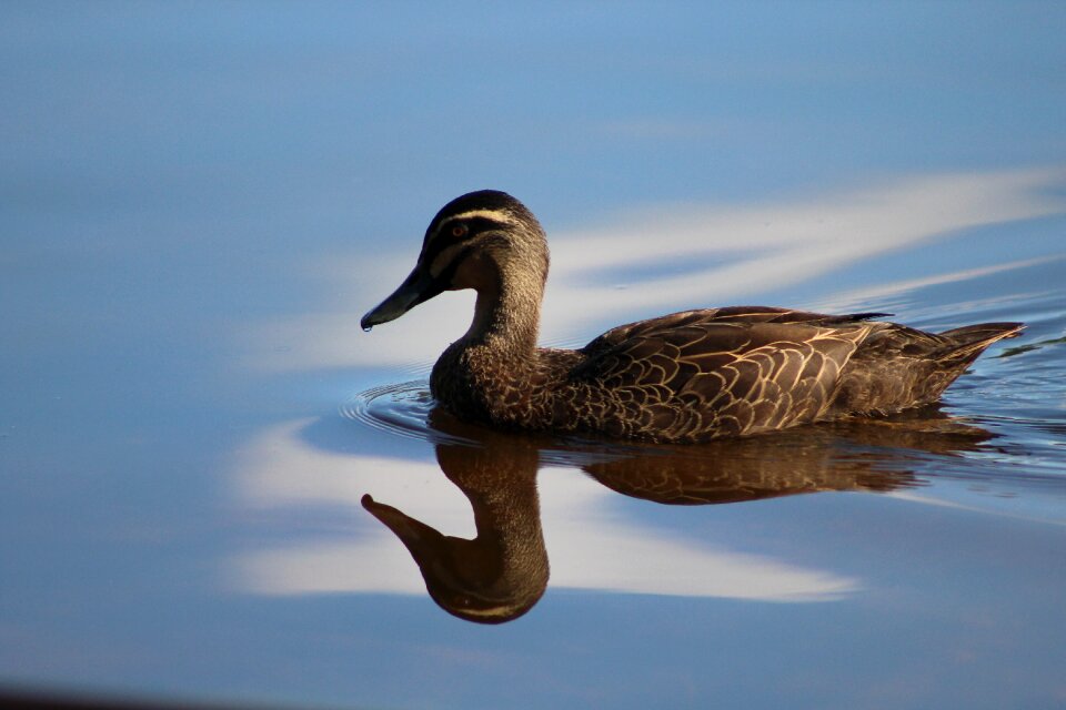 Bird nature wildlife