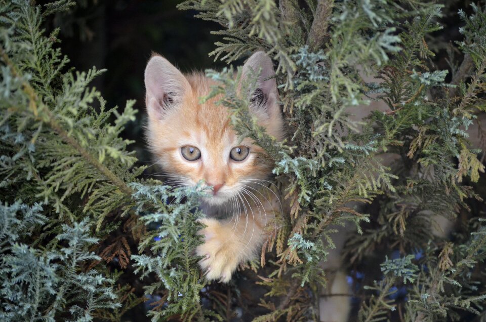 Tree nature animals