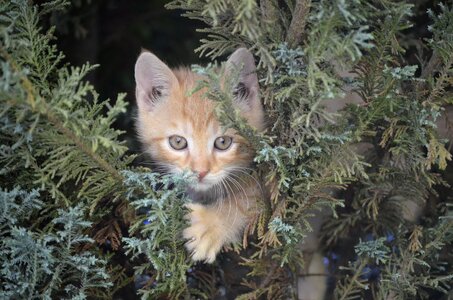 Tree nature animals