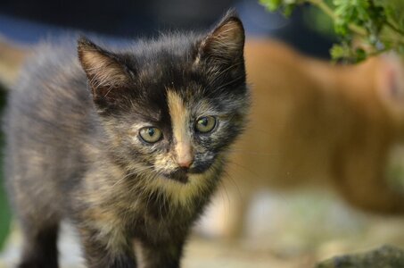 Pet baby kitten photo