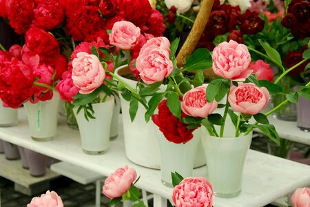 English rose state garden show bayreuth