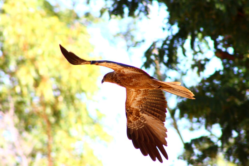 Flight nature tail