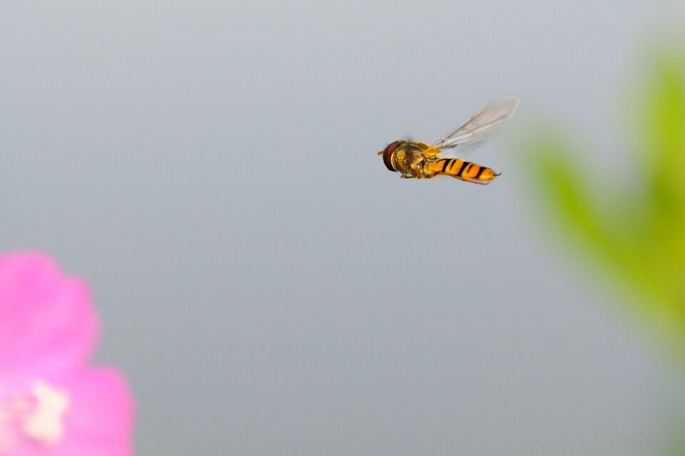 Hoverfly insect fly
