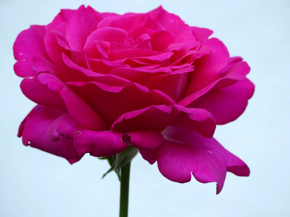 Blossom bloom rose bloom