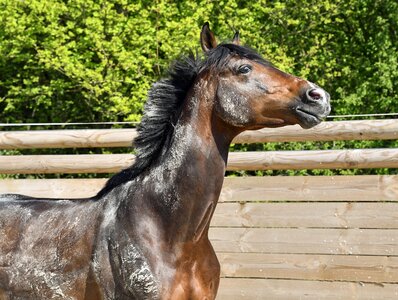 Horse portrait profile