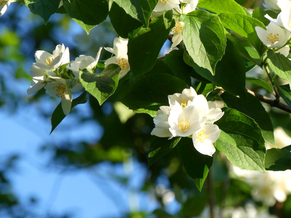 Flowers white smell