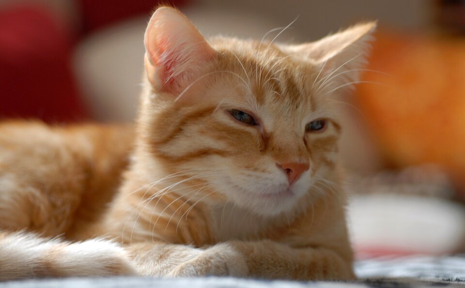Domestic pet feline