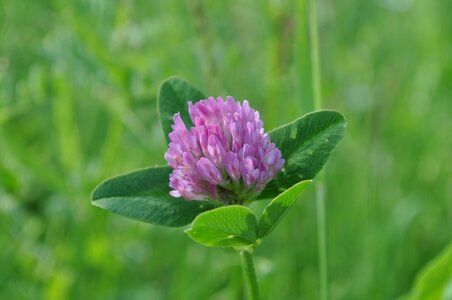 Clover button violet garden