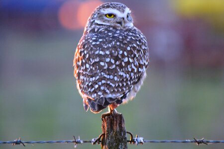Nature eyes birds