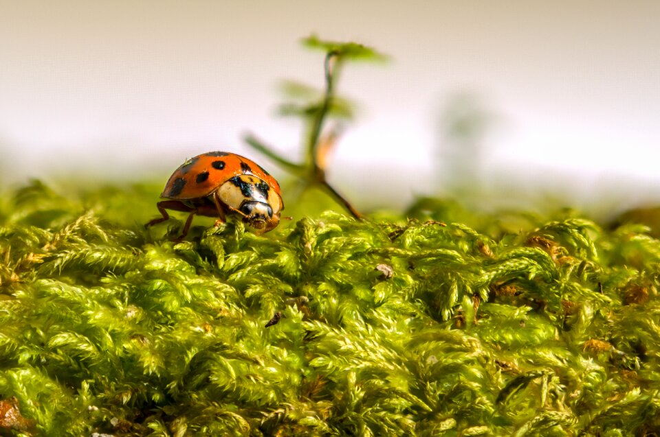 Ladybird lucky macro