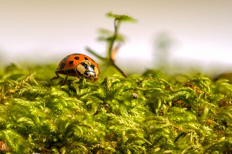 Ladybird lucky macro