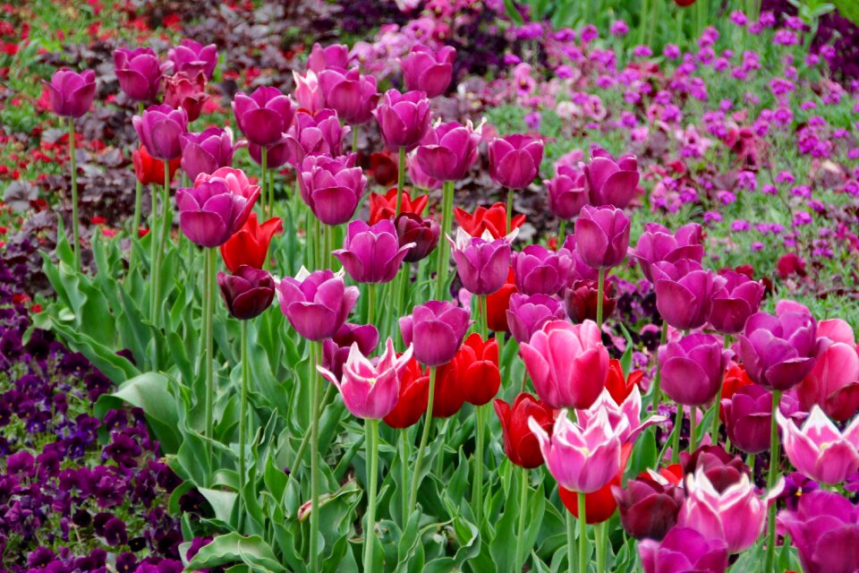 Breeding tulip purple schnittblume