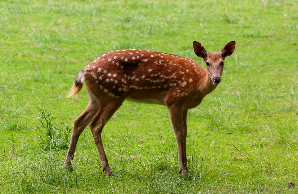 Roe deer scheu hirsch