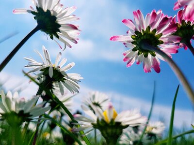 Outdoor flower spring