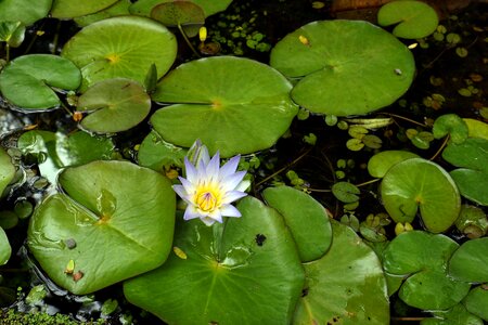 Lily lily's flourishing amp shipping