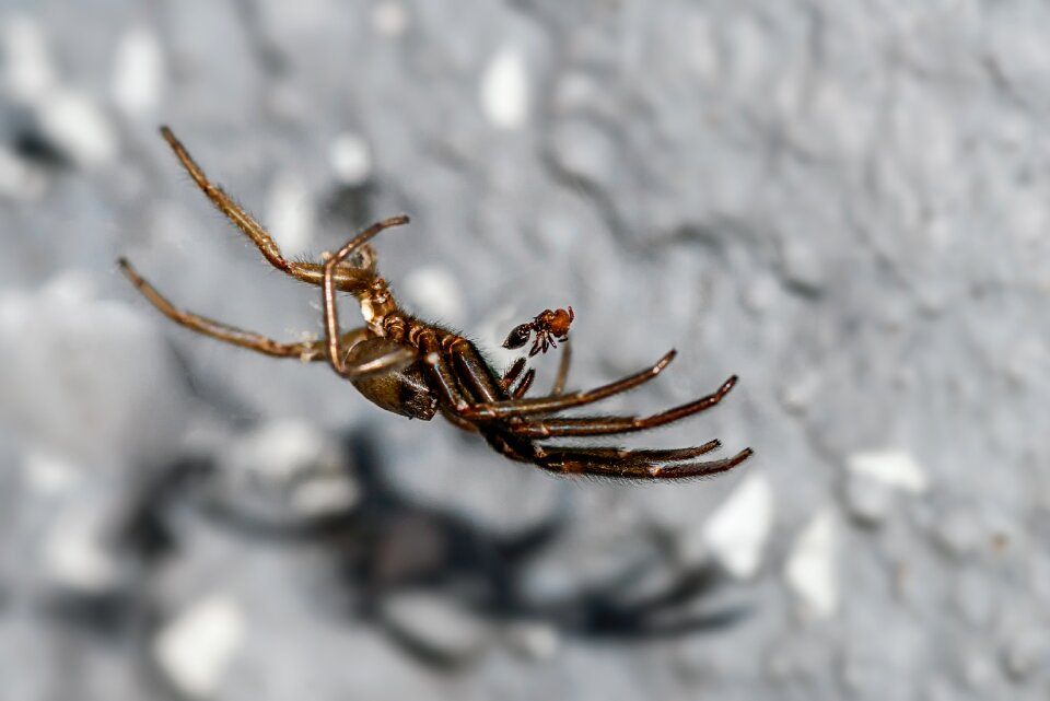 Prey invertebrate arachnid