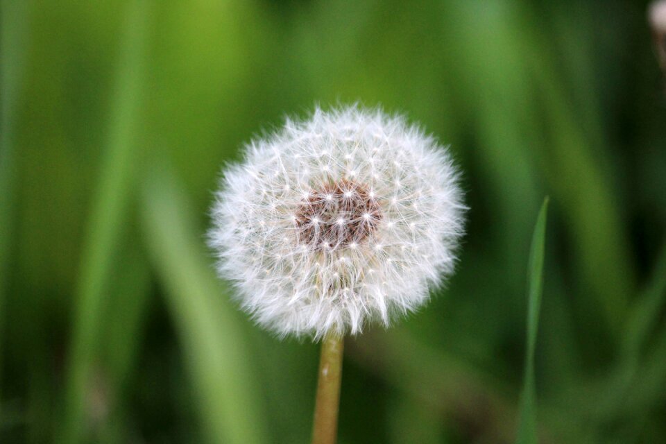 Nature flower spring