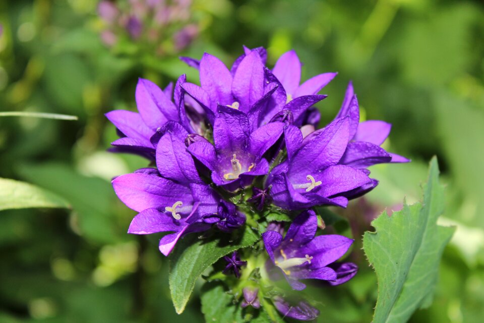 Weed flourishing village garden photo